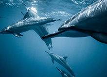 百家乐官方网站：开启指尖上的豪华赌场体验